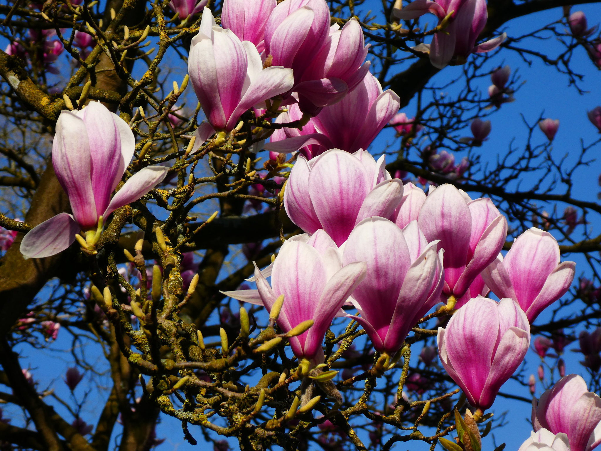 Tulpenboom