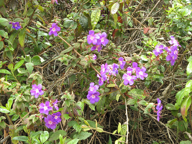 I don´t know the name of these flowers  (on the way to Revash)