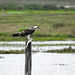 Day 2, Osprey with fish, Rockport