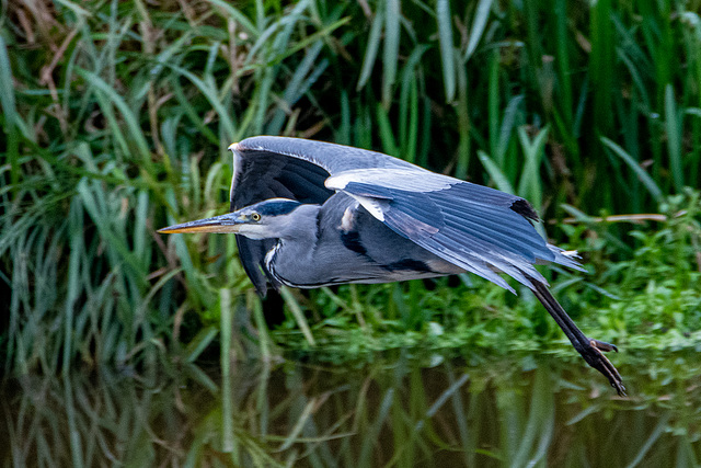 Heron in flight