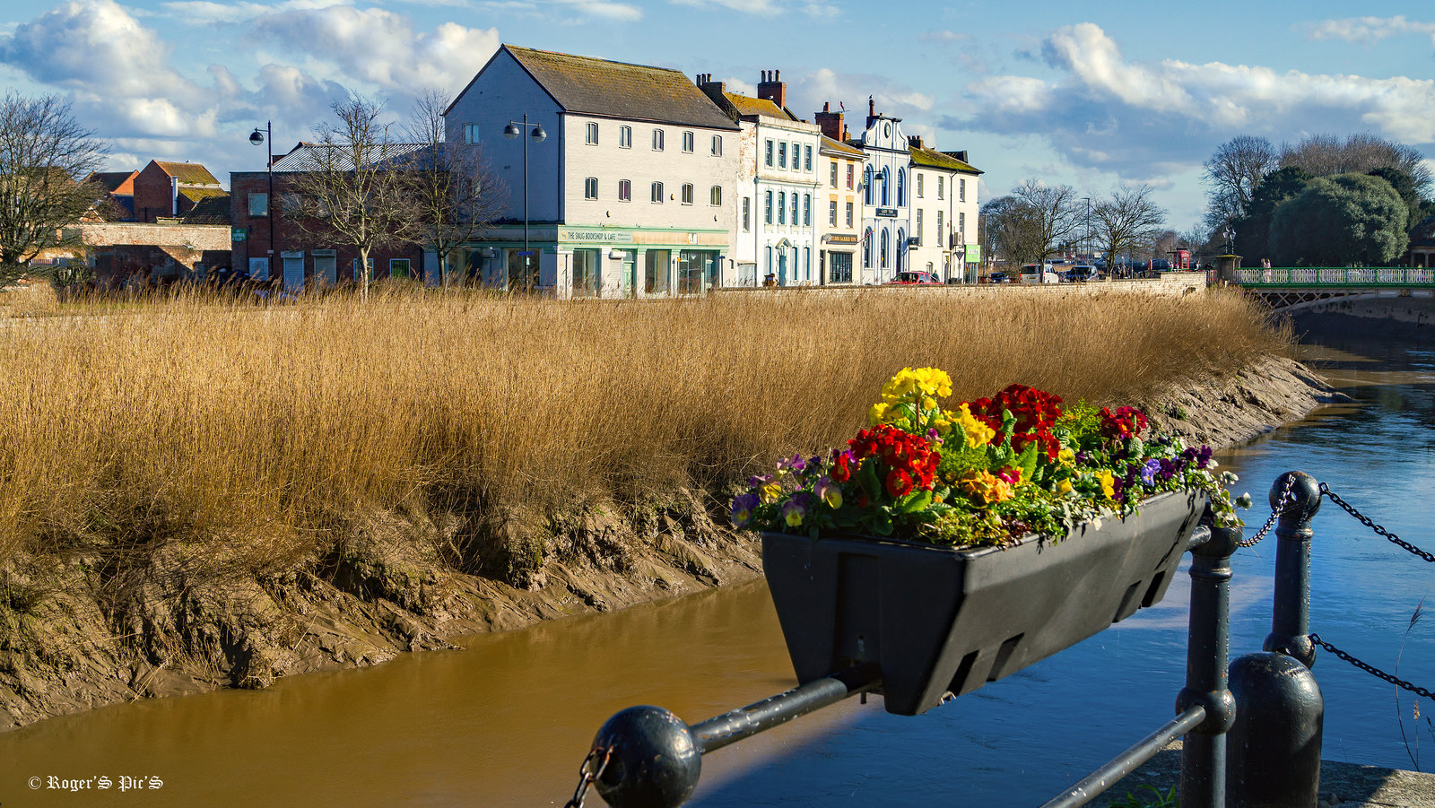 Low Tide and Flowers, + Pip