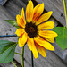20220904 1625CPw [D~LIP] Sonnenblume (Helianthus annuus), Bad Salzuflen