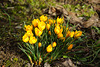 Erste Krokusse
