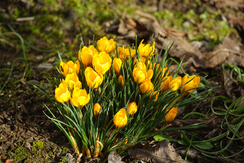 Erste Krokusse