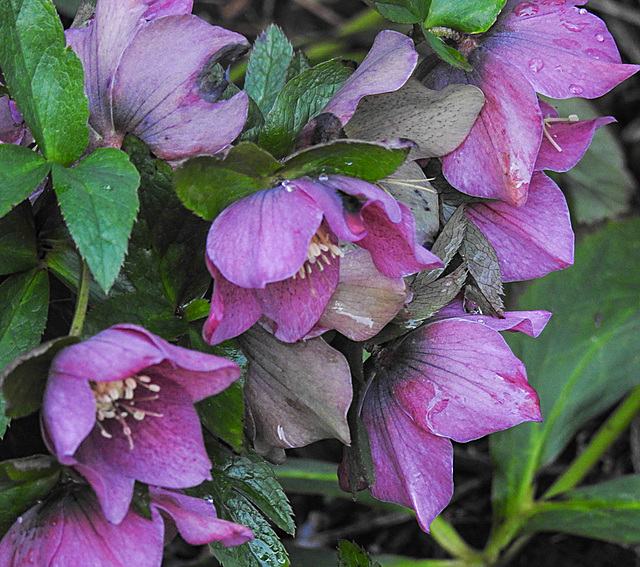 20230321 0028CPw [D~LIP] Christrose (Helleborus), Bad Salzuflen