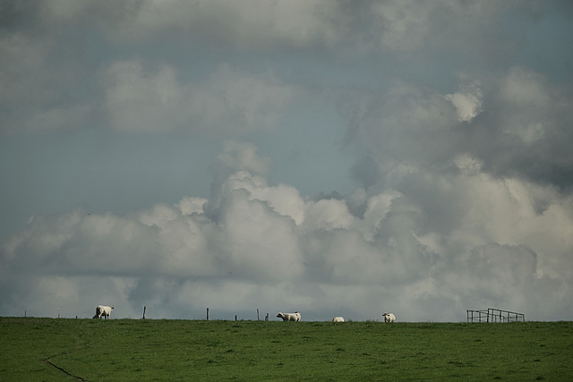 cows, clouds, fences