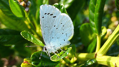 Petit bleu...