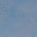 Swifts - formation flying