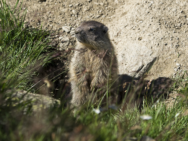 The wildlife of Livigno, Sondrio - Marmot