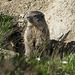 The wildlife of Livigno, Sondrio - Marmot