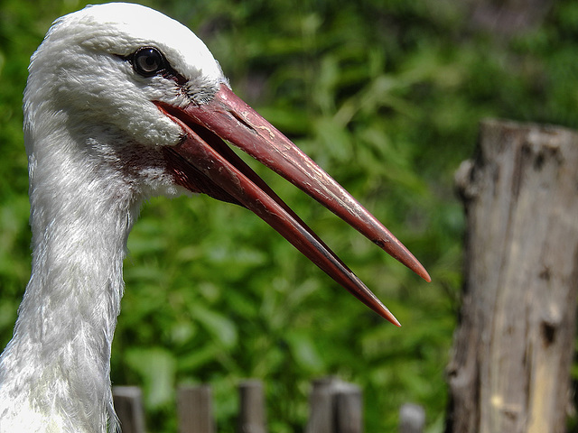 20170527 1738CPw [D~LIP] Weißstorch, Vogelpark Detmold-Heiligenkirchen