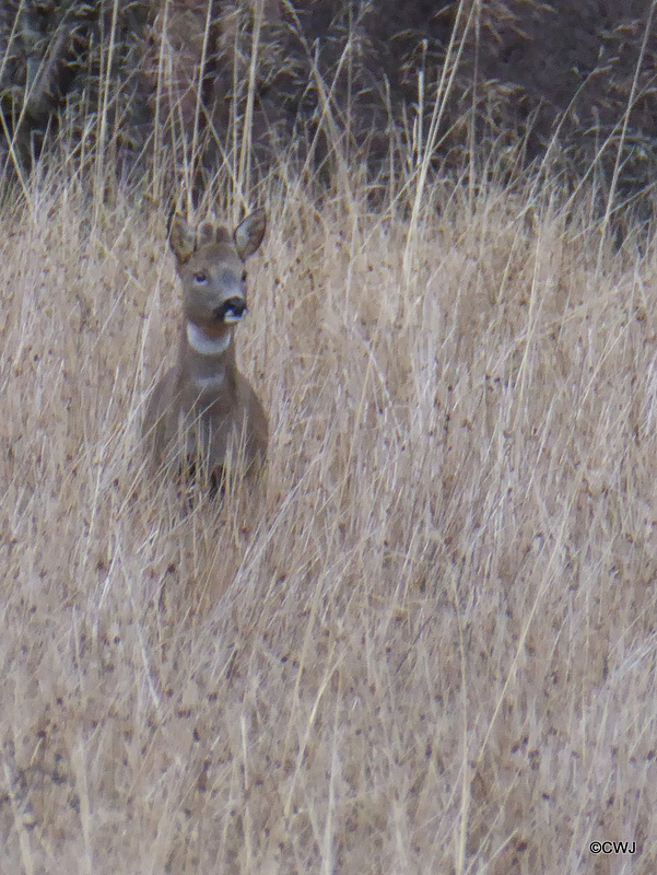 Anxious Roe buck keeping a watchful eye on the dog