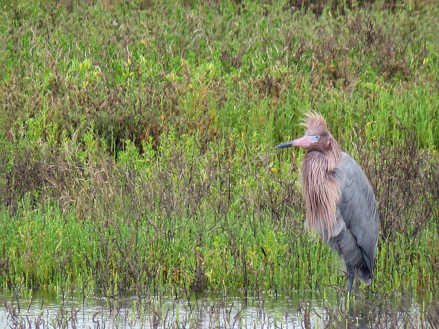 Day 2, Reddish Heron, Rockport, South Texas