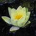 20220904 1626CPw [D~LIP] Seerose, Bad Salzuflen