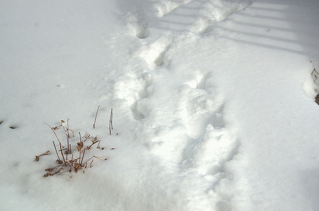 pawprints in the snow