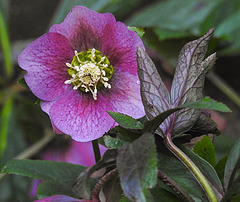 20230321 0029CPw [D~LIP] Christrose (Helleborus), Bad Salzuflen