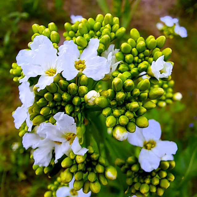 Meerrettich / Kren ((Armoracia rusticana)