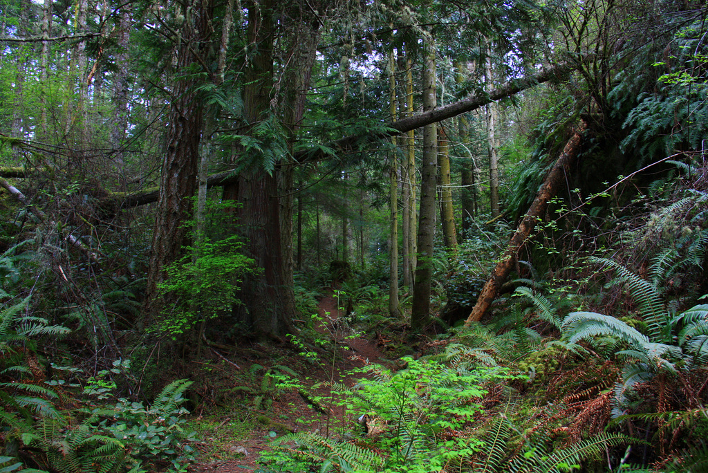 Sharpe Park Trail