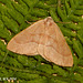 1962 Hylaea fasciata (Barred Red)