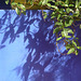 Jardin Majorelle