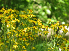 Golden Ragwort, a member of the daisy family