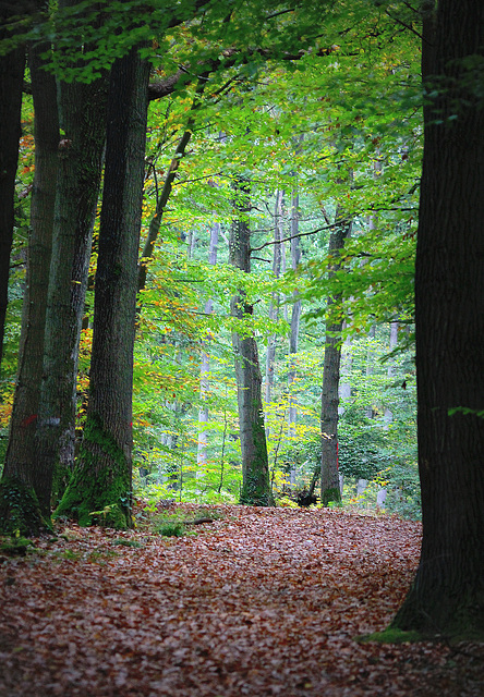 Clairière d'automne