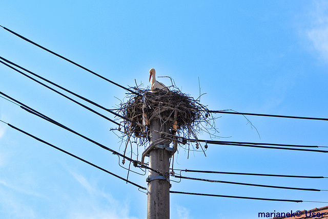 Nest Nr.2 in Oettingen in Bayern