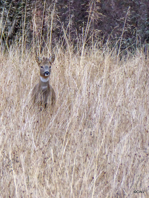 Anxious Roe buck keeping a watchful eye on the dog