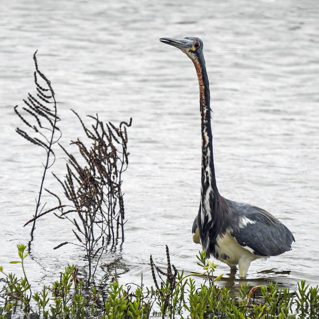 Day 2, Tricolored Heron, Rockport