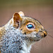 Squirrel profile2