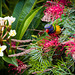 Visiting Lorikeet #3