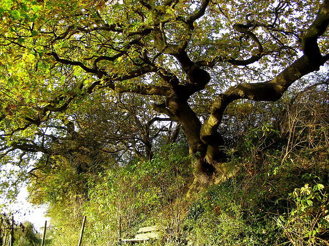 HBM-below whimsical oak