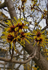 Winterblüher Hamamelis