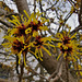 Winterblüher Hamamelis