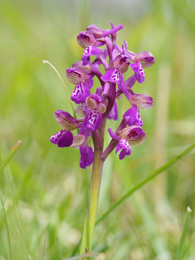 Anacamptis Morio