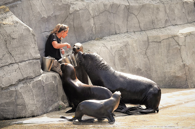 Le nourrissage des otaries