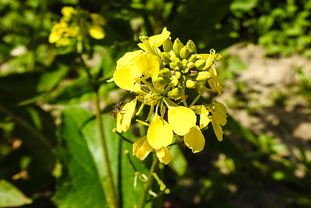 20230531 0538CPw [D~LIP] Insekt, Acker-Senf (Sinapis arvensis), UWZ, Bad Salzuflen