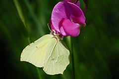 Falter mit mit eingebautem Frostschutz - Butterfly with integrated frost protection