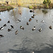 Duck Pond