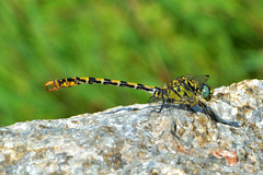 Small Pincertail (Onychogomphus forcipatus) 6