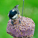 Coal Tit