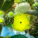 Blühender Kaktus - floranta kakto
