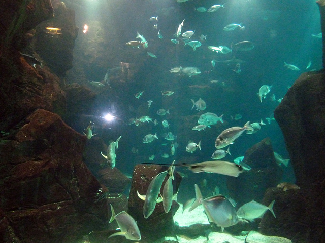 Besuch im Meeresaquarium I