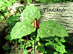 Toadshade, a Trillium