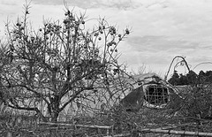 Persimmon tree in the field