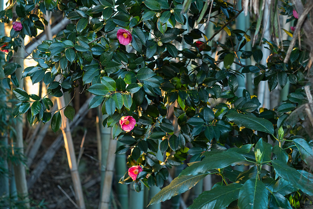 Camellia