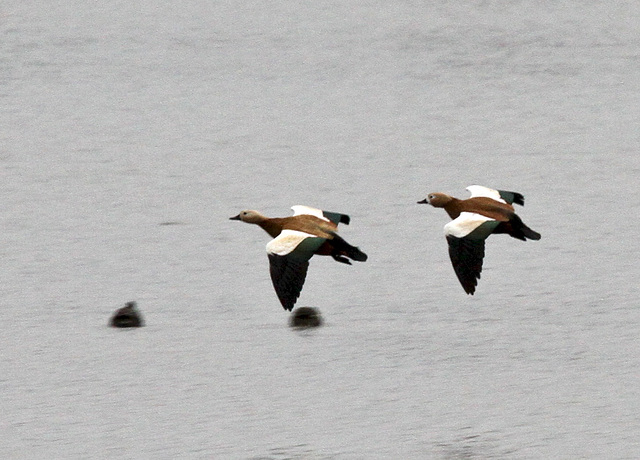 Synchronflug über dem Weiher