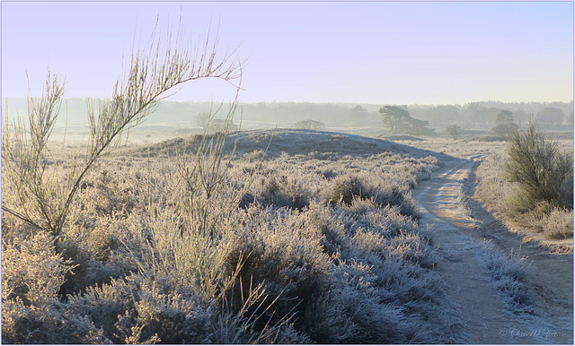 Tomb hill on the 'Zuiderheide' in the Netherlands...