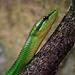 Serpent ratier des mangroves .