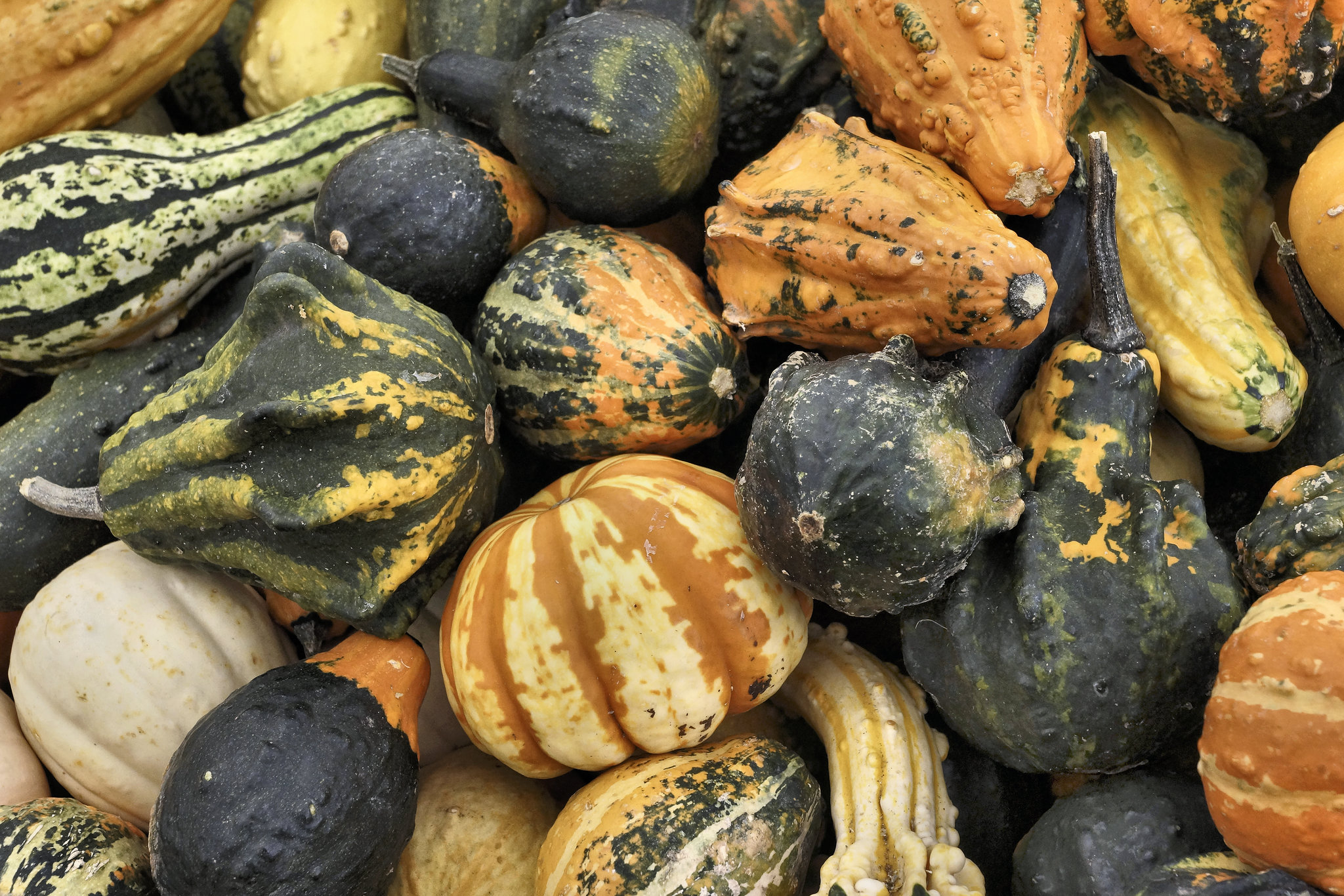 Autumn Gourds – Marché Jean-Talon, Montréal, Québec, Canada